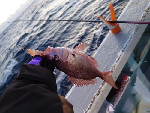 マダイの釣果