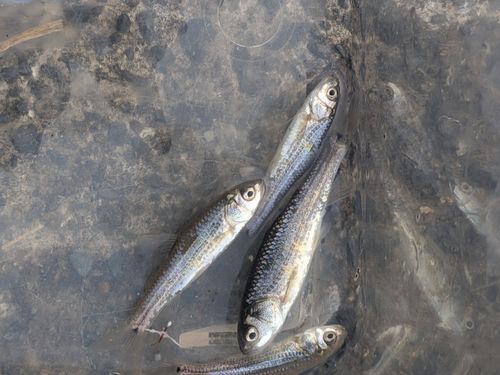 タモロコの釣果