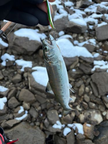 シラメの釣果