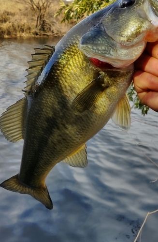 鶴見川早渕川合流