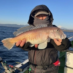 シロアマダイの釣果
