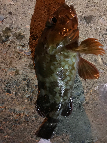 カサゴの釣果