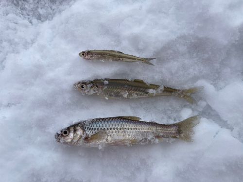 ワカサギの釣果