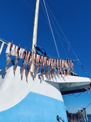 スルメイカの釣果