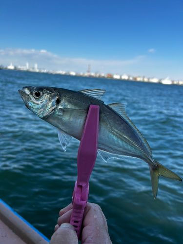 東京湾（アクアライン〜富津）