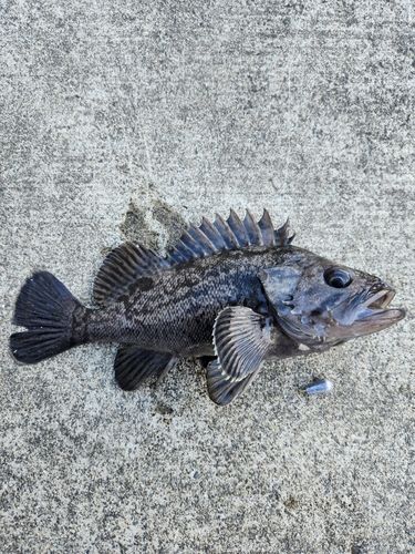 クロソイの釣果