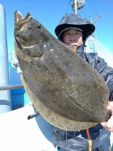 ヒラメの釣果