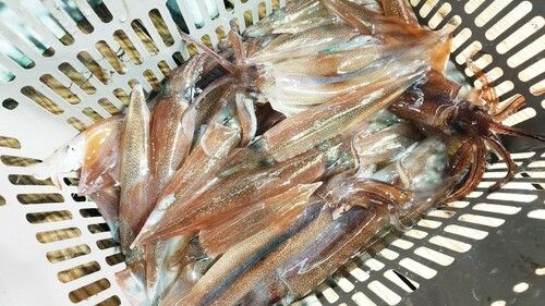 三陸海岸（岩手）