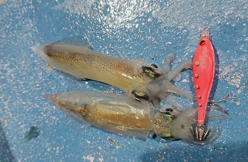 ヤリイカの釣果