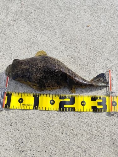 金沢水際線緑地（福浦岸壁）