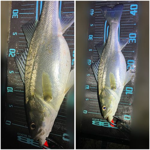 シーバスの釣果