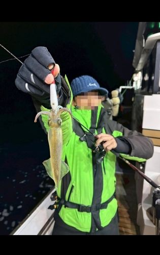 ヤリイカの釣果