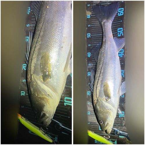 シーバスの釣果