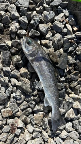 サクラマスの釣果