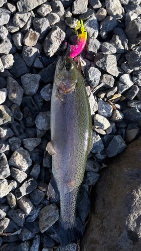 ニジマスの釣果