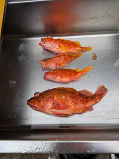 ウッカリカサゴの釣果