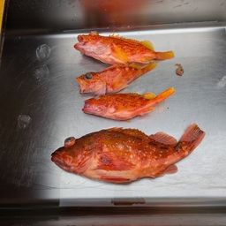 ウッカリカサゴ