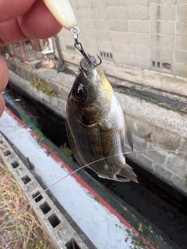 ティラピアの釣果