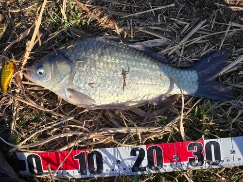 ヘラブナの釣果