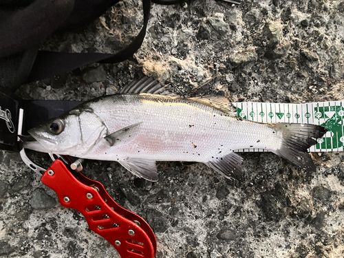 セイゴ（ヒラスズキ）の釣果