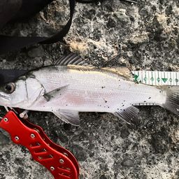 セイゴ（ヒラスズキ）