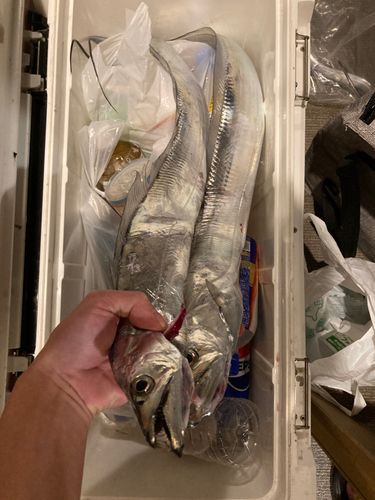 タチウオの釣果