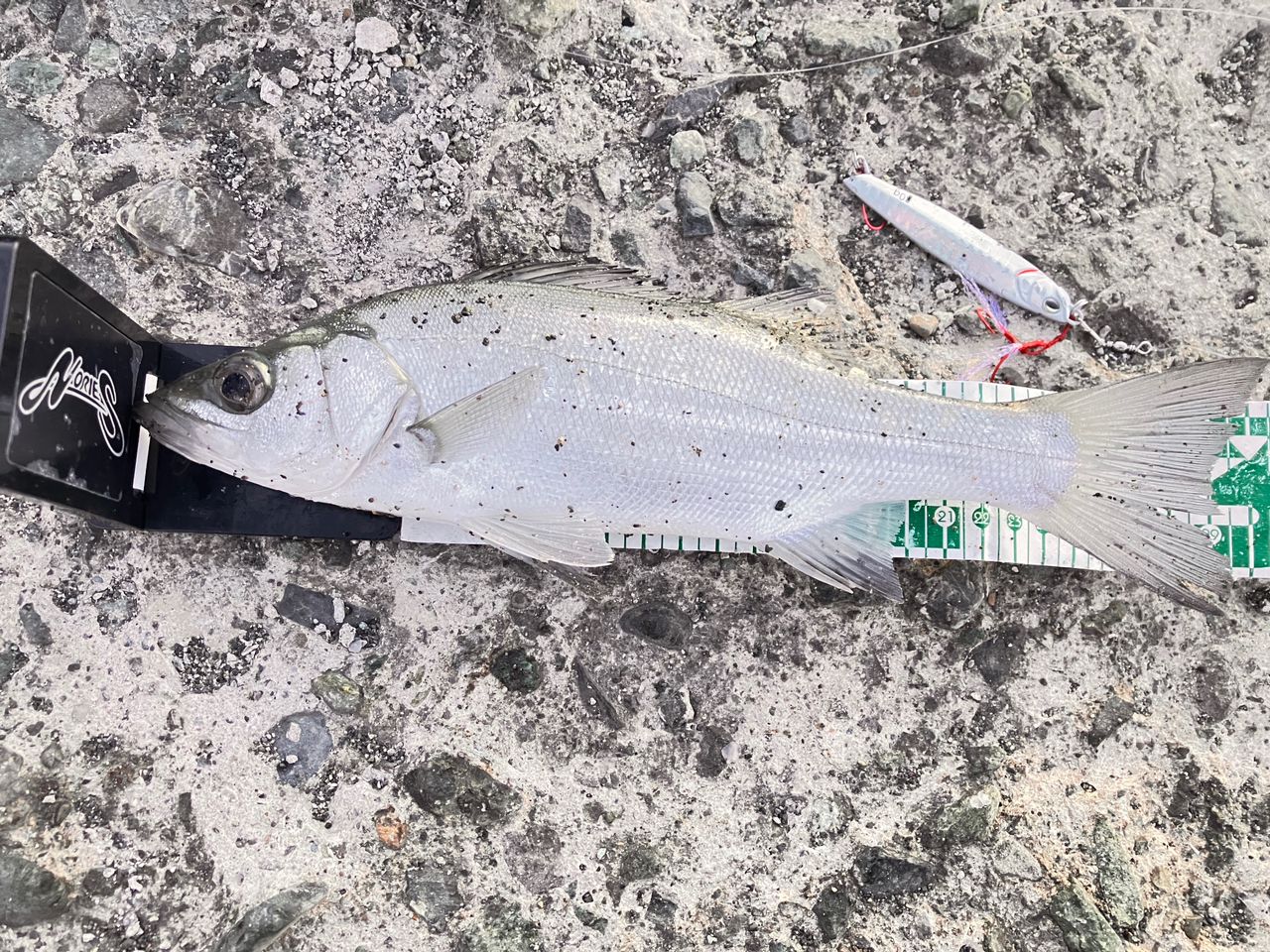 セイゴ（ヒラスズキ）