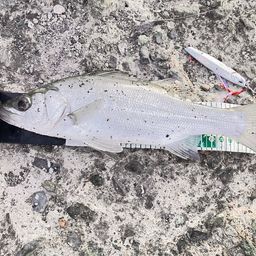 セイゴ（ヒラスズキ）