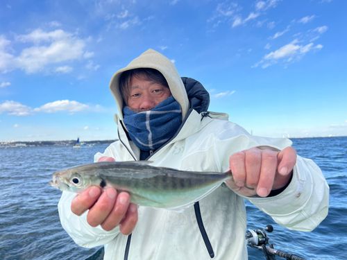 マアジの釣果