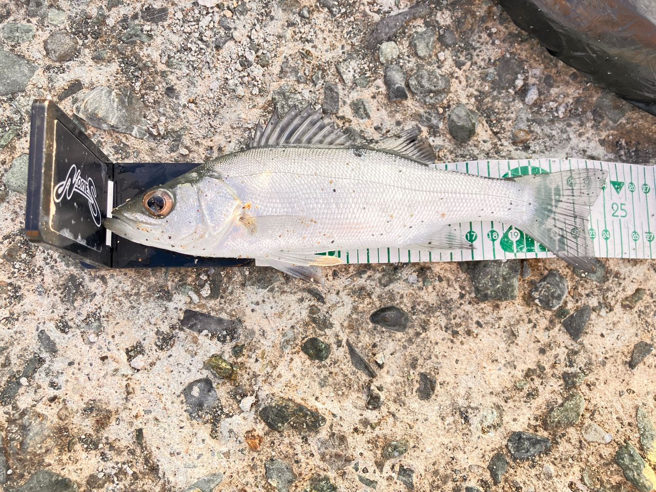 セイゴ（ヒラスズキ）