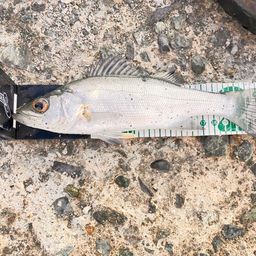 セイゴ（ヒラスズキ）