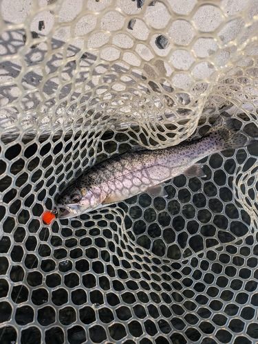 ニジマスの釣果