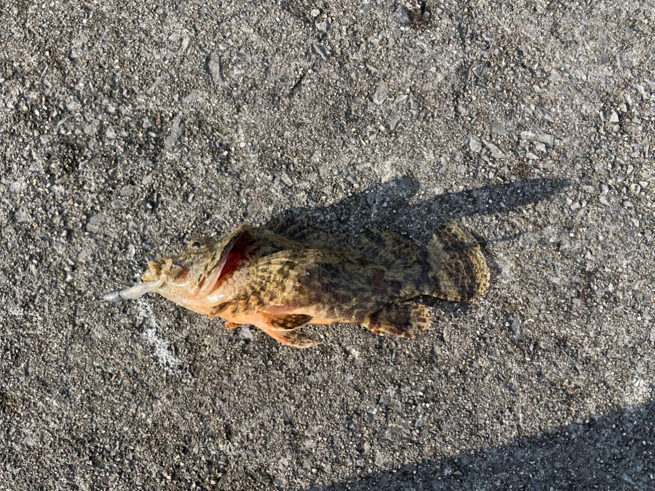 タケノコメバル