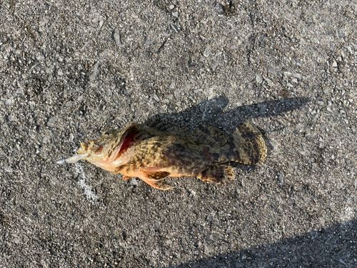 タケノコメバルの釣果