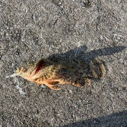 タケノコメバル