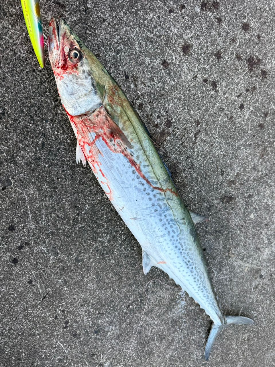 SHIMANO 22ネッサXR S106MHの最安値・インプレ・釣果 | 本音の口コミが