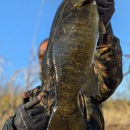 スモールマウスバス