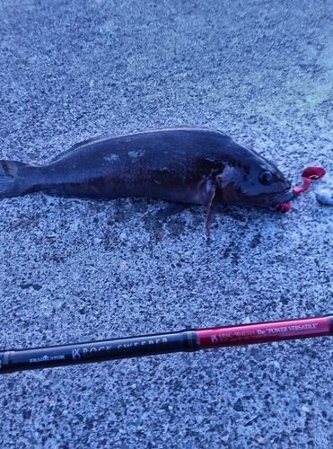 アイナメの釣果