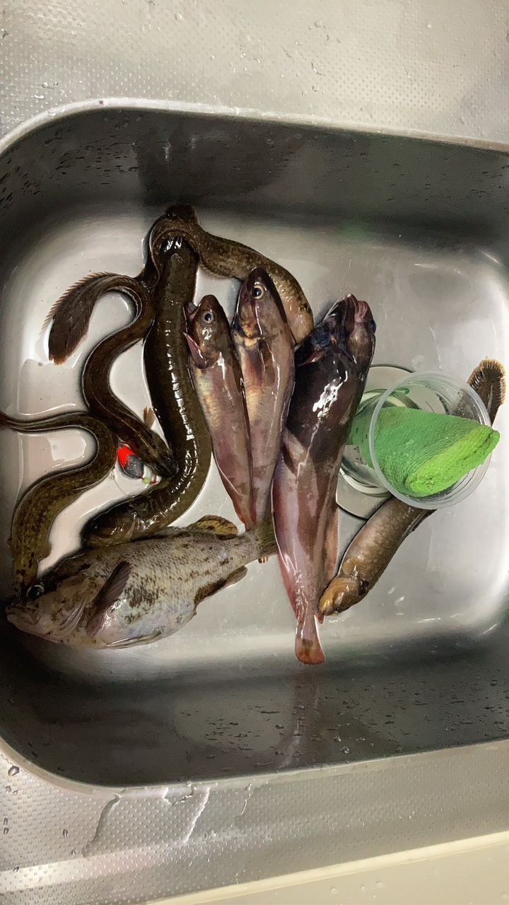 エゾイソアイナメ