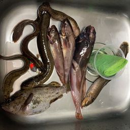 エゾイソアイナメ