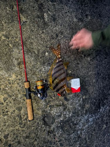 タカノハダイの釣果