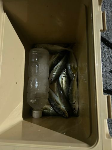 かまえ海上釣り堀 釣っちゃ王