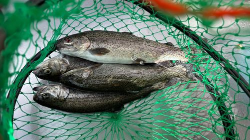 ニジマスの釣果