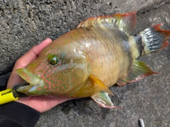 ミツバモチノウオの釣果