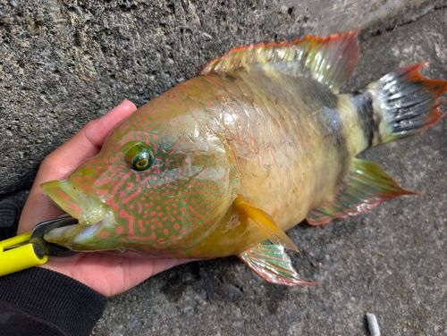 ミツバモチノウオの釣果