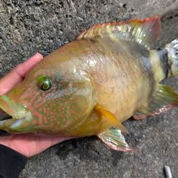 ミツバモチノウオ