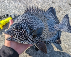 イシガキダイの釣果