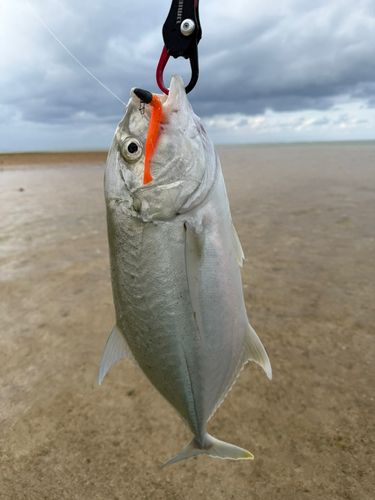 オニヒラアジの釣果