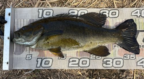 スモールマウスバスの釣果