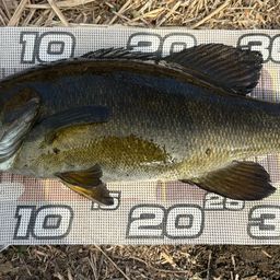 スモールマウスバス